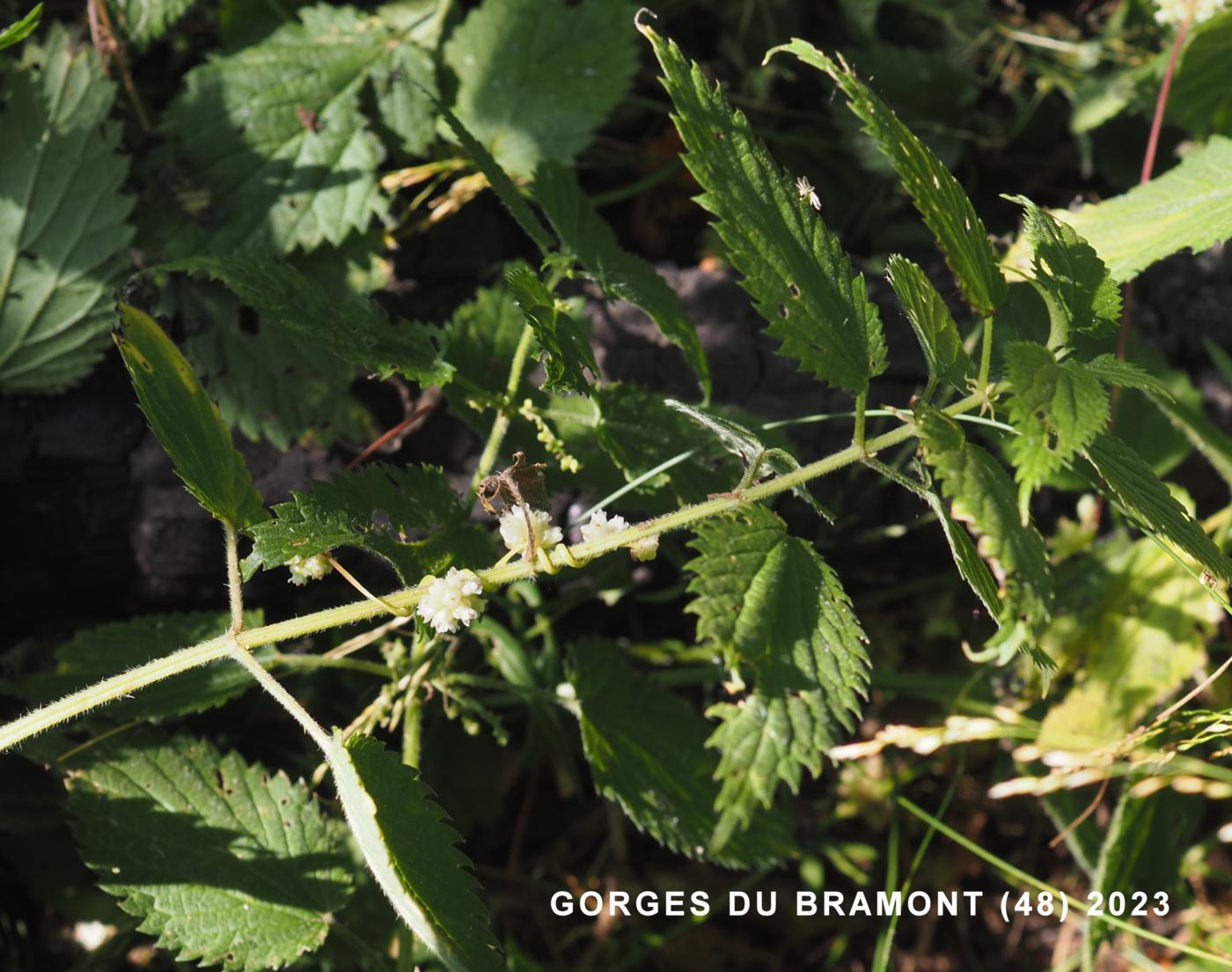 Dodder, Large plant